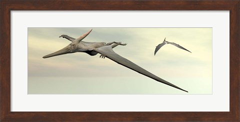 Framed Two pteranodon dinosaurs flying in cloudy sky Print