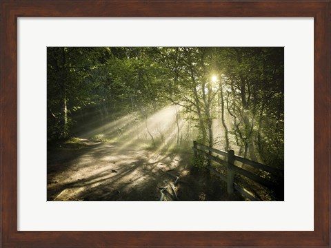 Framed Sunrays shining through a dark, misty forest, Liselund Slotspark, Denmark Print