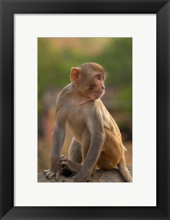Framed Young Rhesus monkey, Monkey Temple, Jaipur, Rajasthan, India Print