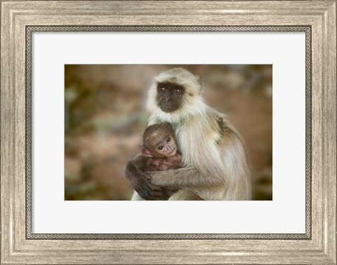 Framed Black-Face Langur Mother and Baby, Ranthambore National Park, Rajasthan, India Print