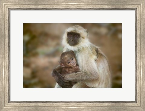 Framed Black-Face Langur Mother and Baby, Ranthambore National Park, Rajasthan, India Print