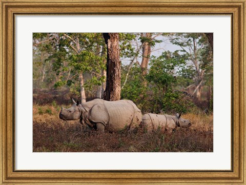 Framed One-horned Rhinoceros and young, Kaziranga National Park, India Print