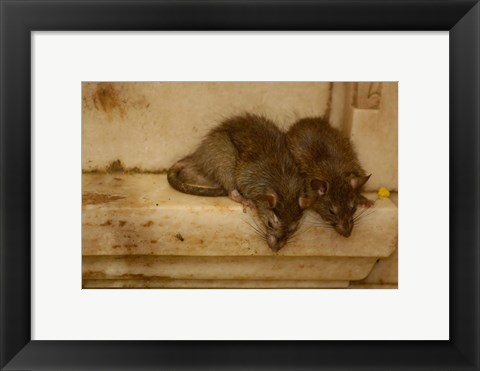 Framed Karni Mata Temple, Deshnoke Rajasthan, INDIA Print