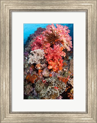 Framed Coral, Raja Ampat, Papua, Indonesia Print