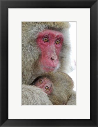 Framed Baby Snow Monkey Clinging to Mother, Jigokudani Monkey Park, Japan Print