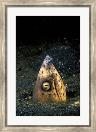 Framed Blackfin Snake Eel with cleaner shrimp, North Sulawesi, Indonesia Print