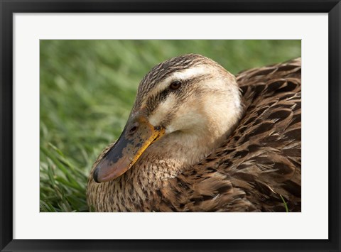 Framed Duck, Richmond, Tasmania, Australia Print