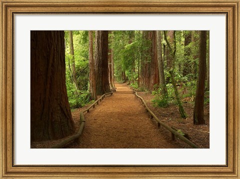 Framed Path through Redwood Forest, Rotorua, New Zealand Print