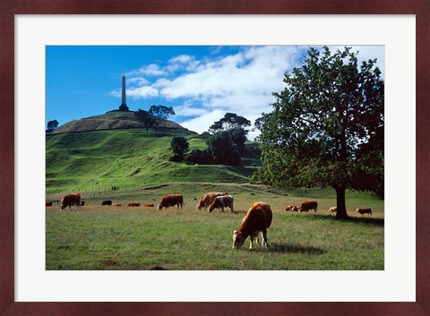 Framed Cows, One Tree Hill, Auckland Print