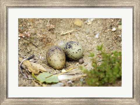 Framed Black-Fronted Tern eggs, South Island, New Zealand Print