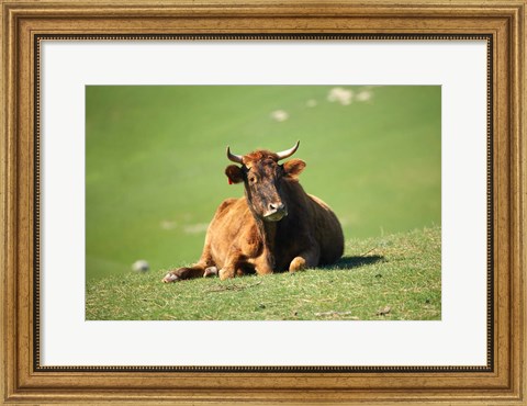 Framed Cow, Farm Animal, Dunedin, South Island, New Zealand Print