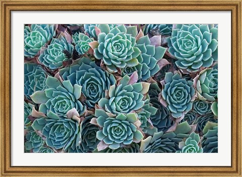 Framed Echeveria Elegans Succulents, New Zealand Print