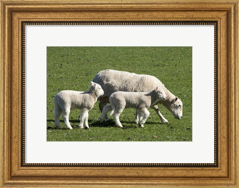 Framed Sheep and Lambs, near Dunedin, Otago, South Island, New Zealand Print