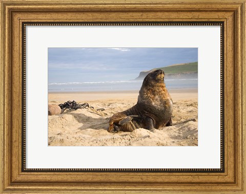 Framed Sea lions on beach, Catlins, New Zealand Print