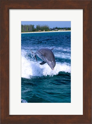 Framed Dolphin Jumping, Grand Bahama, Bahamas Print