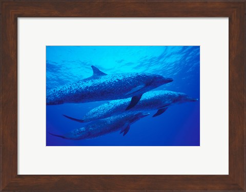 Framed Three Spotted Dolphins, Bahamas, Caribbean Print