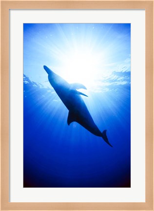 Framed Atlantic Spotted Dolphin, Bahamas Print