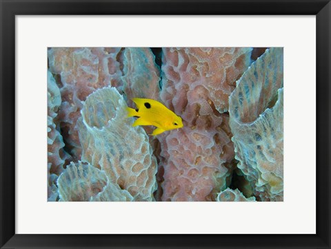 Framed Threespot Damselfish, Azure Vase Sponge, Caribbean Print