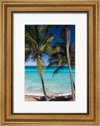 Framed Cuba, Matanzas Province, Varadero, Varadero Beach palms Print