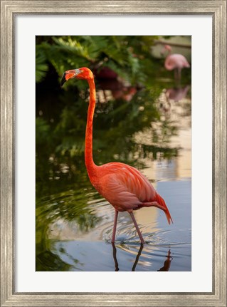 Framed Pink flamingo, Bavaro, Higuey, Punta Cana, Dominican Republic Print