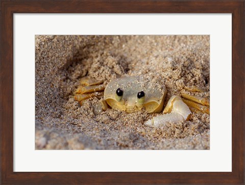 Framed Emerald Beach Sand Crab, Lindergh Bay, St Thomas, US Virgin Islands, Caribbean Print