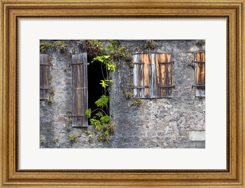 Framed Tropical Plants, St Pierre, Martinique, French Antilles, West Indies Print