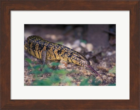 Framed Trinidad, Asa Wright Nature Ctr, Tiger Lizard Print