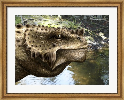 Framed Close-up of the head of a Scutosaurus tuberculatus Print