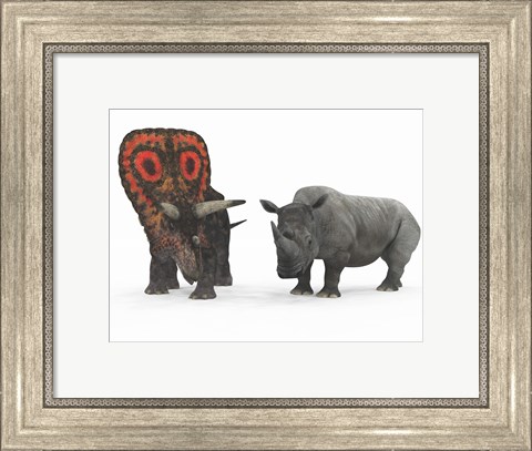 Framed adult Torosaurus compared to a modern adult White Rhinoceros Print