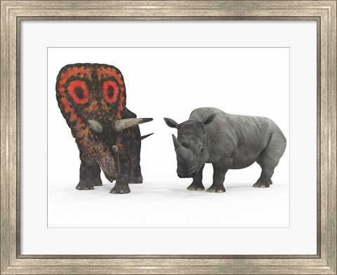 Framed adult Torosaurus compared to a modern adult White Rhinoceros Print