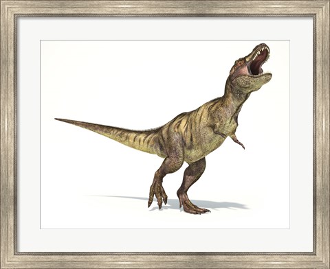 Framed Tyrannosaurus Rex Dinosaur on White Background Print