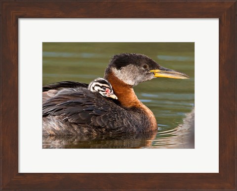 Framed Logan Lake, British Columbia, Canada Print