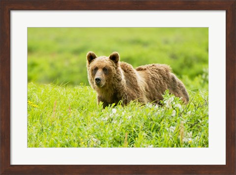 Framed Grizzly bear, Sacred Headwaters, British Columbia Print