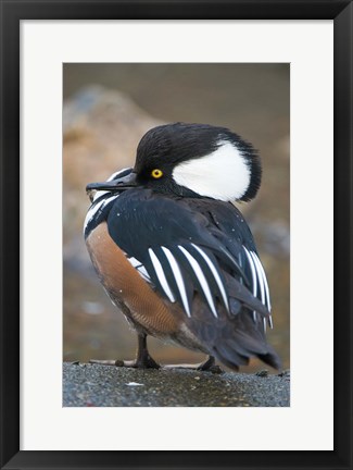 Framed Hooded merganser bird, Stanley Park, British Columbia Print