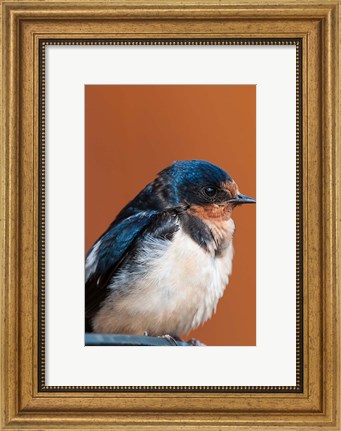 Framed Barn swallow, Great Bear Rainforest, British Columbia, Canada Print