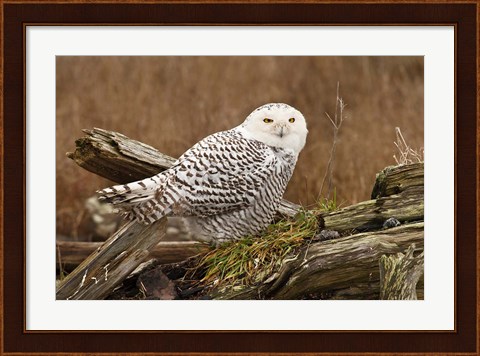 Framed Canada, British Columbia, Boundary Bay, Snowy Owl Print