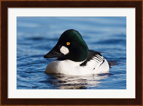 Framed Common Goldeneye Drake, Vancouver, British Columbia, Canada Print