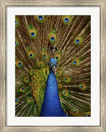 Framed Peacock Print