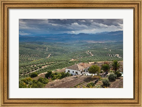 Framed Olive Groves, Ubeda, Spain Print
