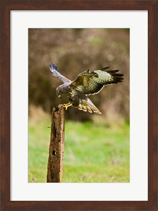 Framed UK, Common Buzzard bird on wooden post Print