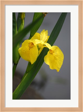 Framed Yellow Flag Iris Print