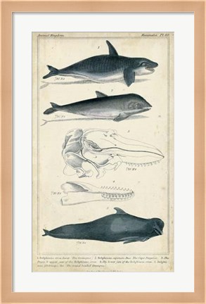 Framed Antique Whale &amp; Dolphin Study I Print