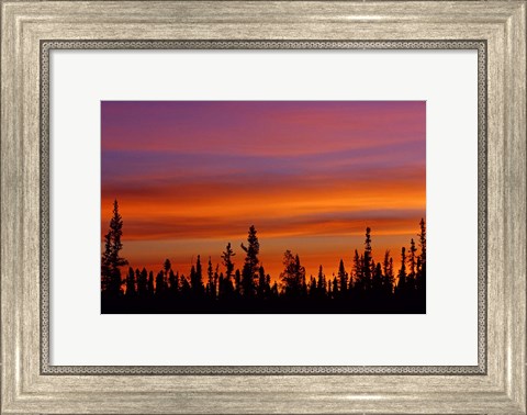 Framed Sunrise Over a Boreal Forest Print