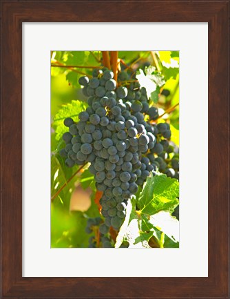 Framed Cabernet Sauvignon Vineyard, Bordeaux, France Print