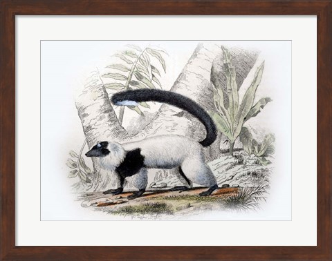 Framed Mammal IV Print
