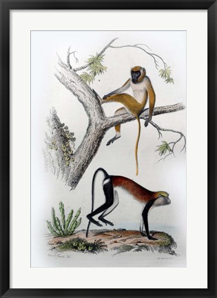 Framed Pair of Monkeys VII Print