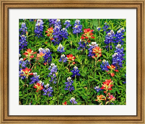 Framed Texas Bluebonnets Print