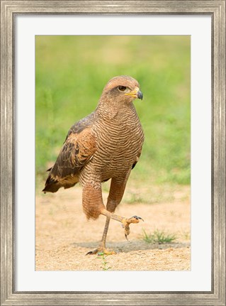 Framed Savanna Hawk, Pantanal Wetlands, Brazil Print