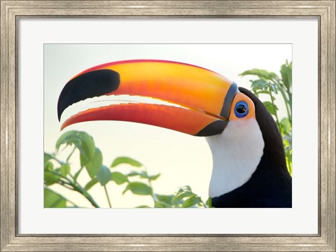 Framed Toco toucan (Ramphastos toco), Pantanal Wetlands, Brazil Print