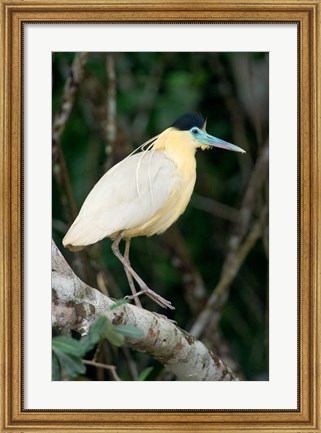 Framed Capped Heron, Pantanal Wetlands, Brazil Print